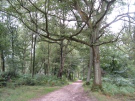 Hurt Wood, Nr Holmbury St Mary